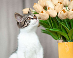 Кошки в Москве: 3 очаровательных разноцветных котенка в дар Мальчик, Бесплатно - фото 6