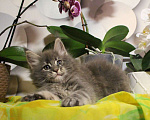Кошки в Санкт-Петербурге: мейн-кунята Девочка, 20 000 руб. - фото 8