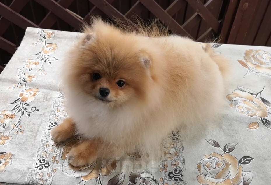 Собаки в Сочи: Девочки-помераночки Девочка, Бесплатно - фото 5