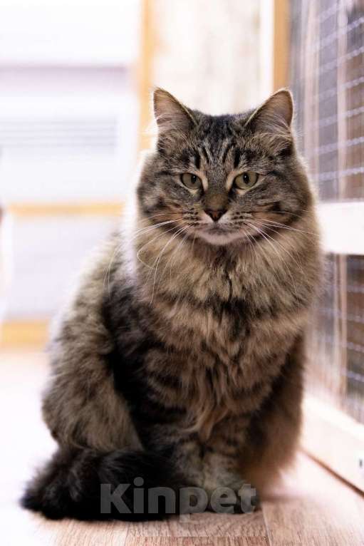 Кошки в Москве: История Дуси: о холоде, предательстве и надежде Девочка, Бесплатно - фото 3