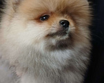 Собаки в Екатеринбурге: Померанский шпиц  Девочка, 1 руб. - фото 1