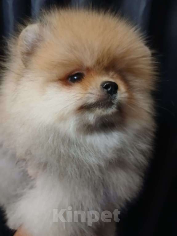 Собаки в Екатеринбурге: Померанский шпиц  Девочка, 1 руб. - фото 1