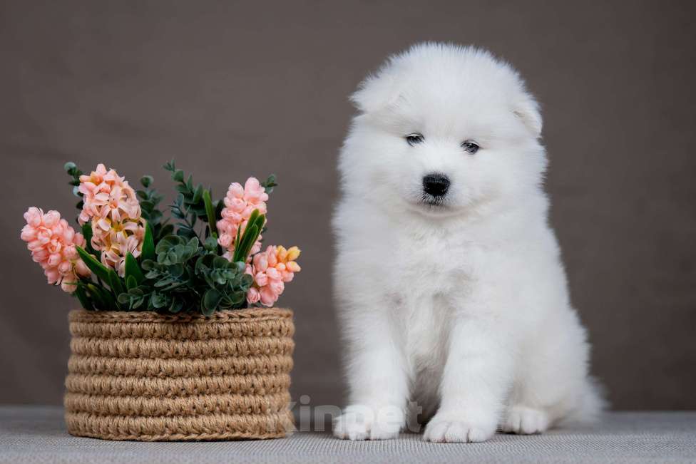 Собаки в Перми: Самоед Разнополые, 50 000 руб. - фото 4
