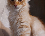 Кошки в Красном Севшем: Очаровательный хулиган, породы Мейн-Кун Мальчик, 45 000 руб. - фото 2