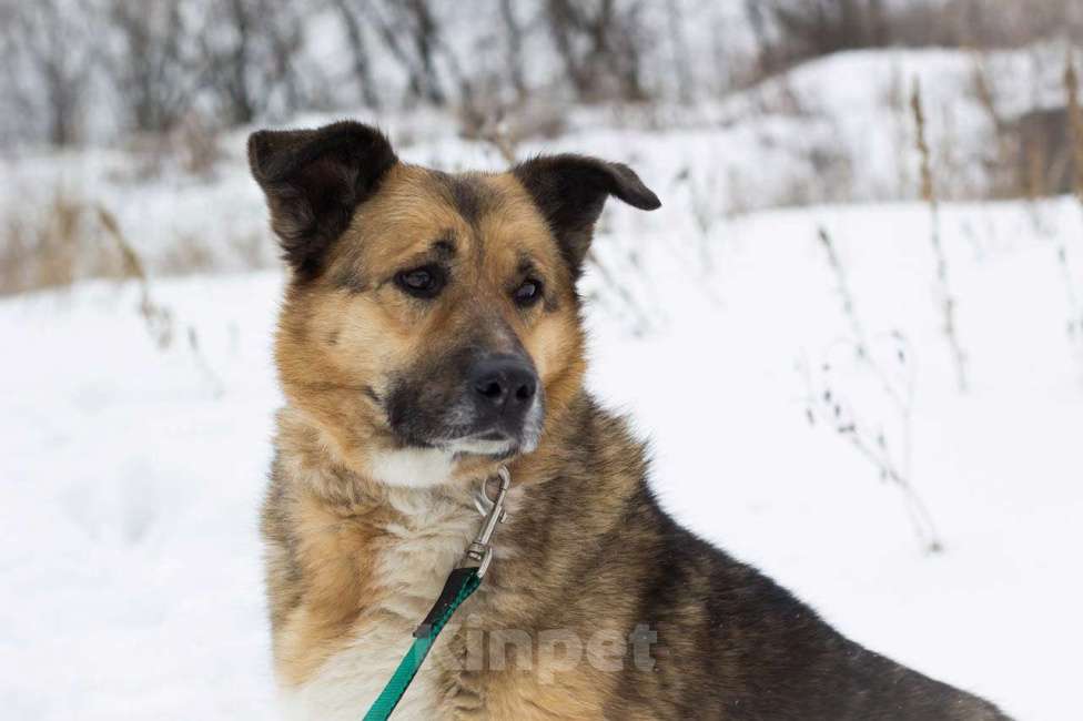 Собаки в Москве: Пончо Девочка, Бесплатно - фото 4