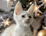 Кошки в Москве: Пушистый ангел для вашего новогоднего настроения Мальчик, 100 000 руб. - фото 6