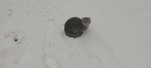 Объявление: Найден кот, вислоухий, Бесплатно, Новосибирск