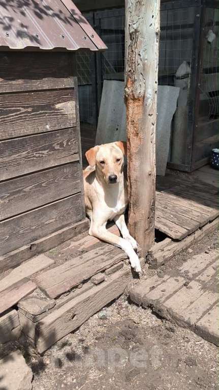 Собаки в Москве: Не такая как все!Собака по кличке Карамелька. Девочка, Бесплатно - фото 2