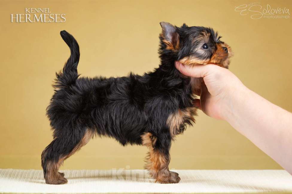 Собаки в Санкт-Петербурге: Мальчик йоркширский терьер Мальчик, 50 000 руб. - фото 4