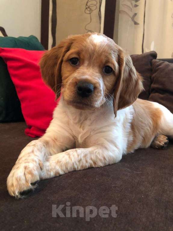 Собаки в Волгограде: Бретонский эпаньоль Мальчик, 50 000 руб. - фото 1