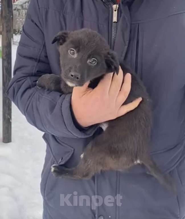 Собаки в Красногорске: Щенок Трюфель 1,5 месяца ищет дом  Мальчик, Бесплатно - фото 1