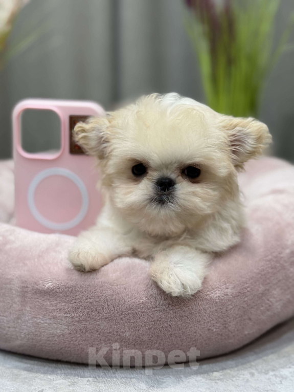 Собаки в Москве: Щенок Мальтипу Мальчик, 350 000 руб. - фото 8