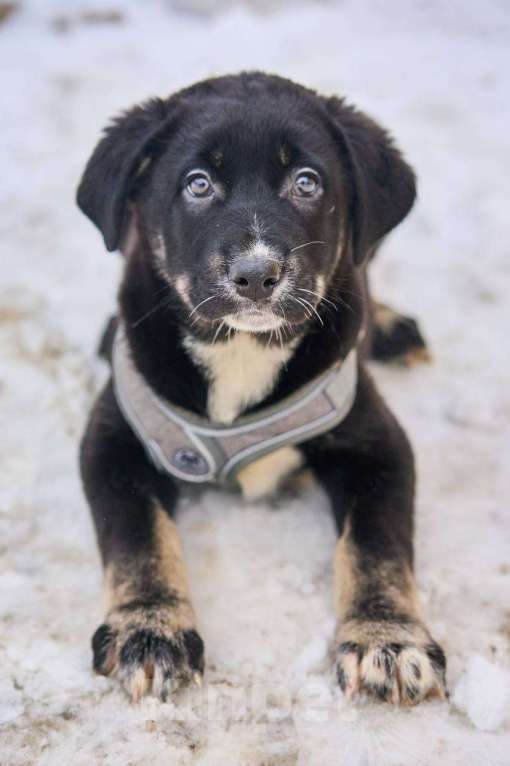 Собаки в Москве: щенок Веня в добрые руки Мальчик, Бесплатно - фото 4