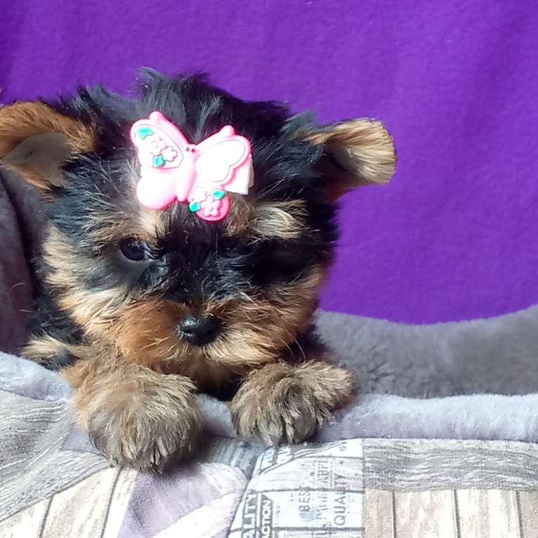 Собаки в Москве: Стандартная девочка йорка Девочка, 45 000 руб. - фото 2