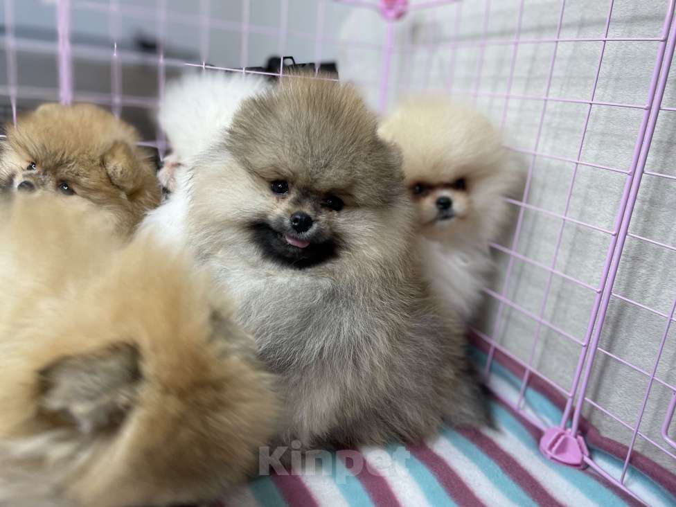 Собаки в Санкт-Петербурге: Целая орава шпицев - питомник шпицев "Морошка Мама" Мальчик, Бесплатно - фото 6