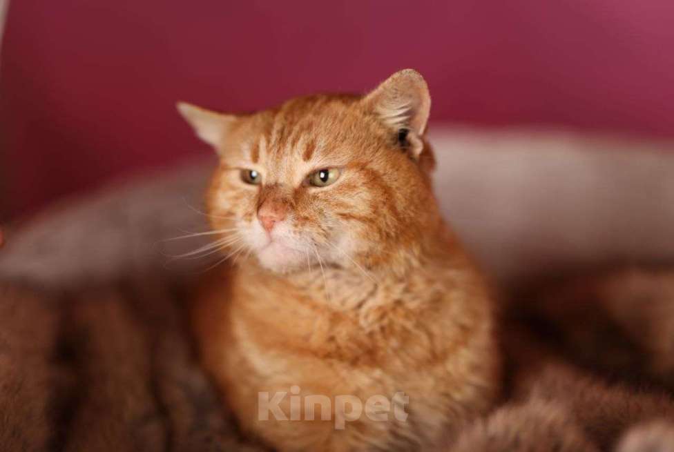 Кошки в Москве: Рыжий кот Коля ищет дом Мальчик, Бесплатно - фото 10