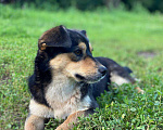 Собаки в Семилуках: Умная собака Девочка, Бесплатно - фото 1