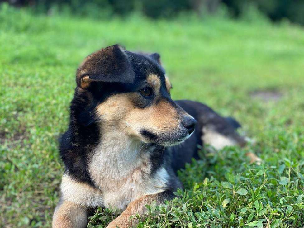 Собаки в Семилуках: Умная собака Девочка, Бесплатно - фото 1