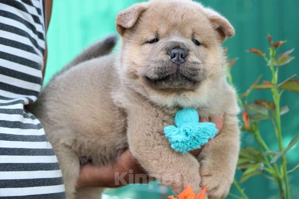 Собаки в Москве: Мальчик Мальчик, 40 000 руб. - фото 2