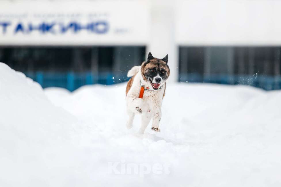 Собаки в Москве: Удивительная Рошель ищет дом Девочка, Бесплатно - фото 9