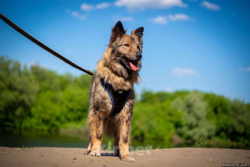Собаки в Москве: Миниатюрный мечтательный Филипп Мальчик, Бесплатно - фото 3