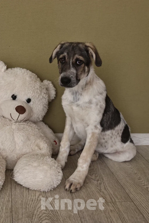 Собаки в Москве: Ищет семью скромная пятнистая девочка Девочка, Бесплатно - фото 4