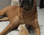 Кошки в Ростове-на-Дону: Котята короткошерстных персидских экзотов Мальчик, 25 000 руб. - фото 6