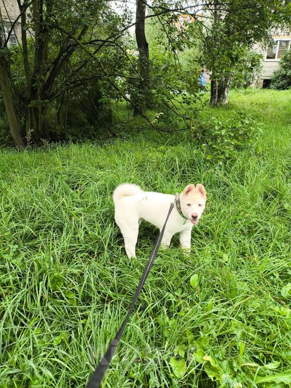 Собаки в Санкт-Петербурге: Щенок американской акиты  Девочка, Бесплатно - фото 5