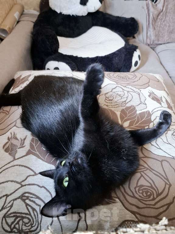 Кошки в Калуге: Кошка в добрые руки  Девочка, Бесплатно - фото 8