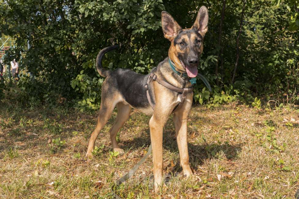 Собаки в Москве: Молодой Рафаэль ищет дом! Мальчик, Бесплатно - фото 3