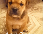 Собаки в Череповце: щенок  майорского  мастифа  (как де бо), 30 000 руб. - фото 1