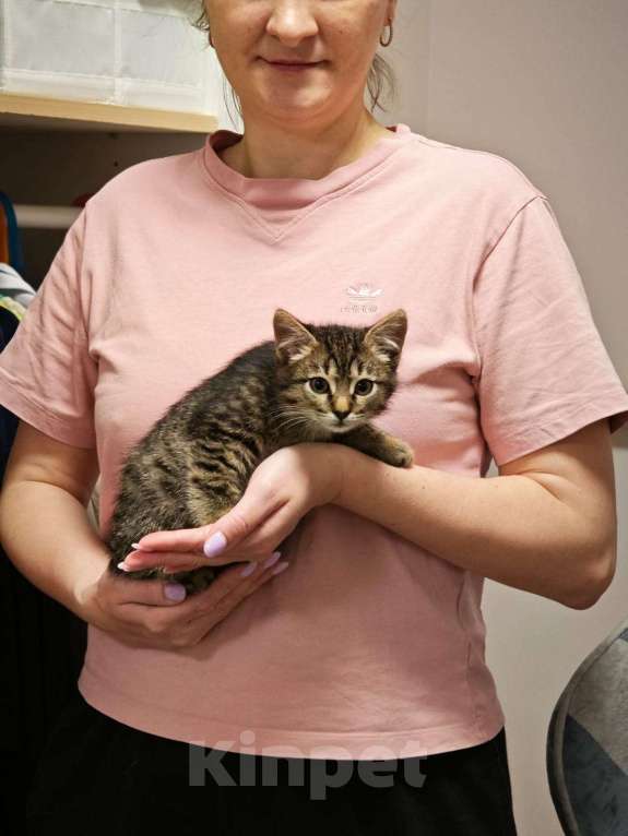 Кошки в Красногорске: Котенок Тигран 1,5 месяца в добрые руки  Мальчик, Бесплатно - фото 5