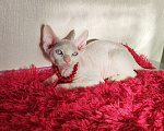 Кошки в Горячем Ключе: Котенок Девон Рекс мальчик белый с голубыми глазами Мальчик, 50 000 руб. - фото 5
