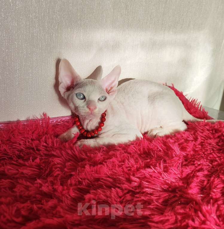 Кошки в Горячем Ключе: Котенок Девон Рекс мальчик белый с голубыми глазами Мальчик, 50 000 руб. - фото 5