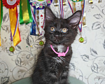 Кошки в Перми: Котята мейн-кун Девочка, 25 000 руб. - фото 5