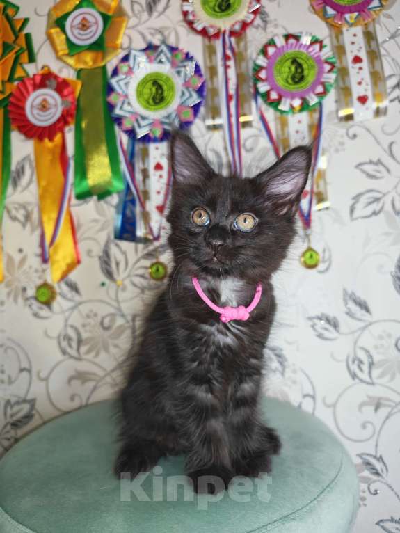 Кошки в Перми: Котята мейн-кун Девочка, 25 000 руб. - фото 5