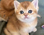 Кошки в Москве: Кошечка золотая шиншилла Девочка, 25 000 руб. - фото 1