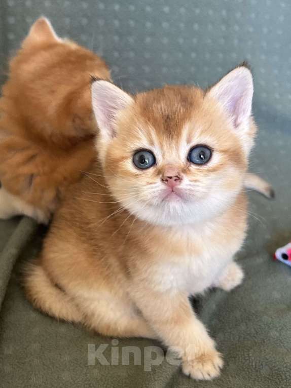 Кошки в Москве: Кошечка золотая шиншилла Девочка, 25 000 руб. - фото 1