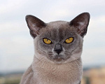 Кошки в Москве: Бурма - котята из питомника Мальчик, 90 000 руб. - фото 10