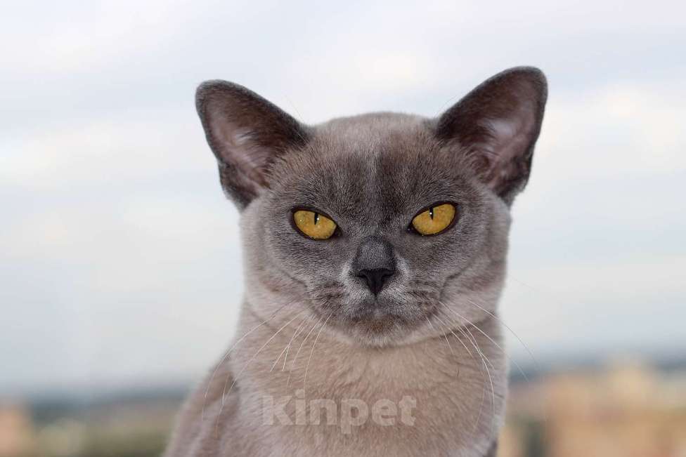 Кошки в Москве: Бурма - котята из питомника Мальчик, 90 000 руб. - фото 10