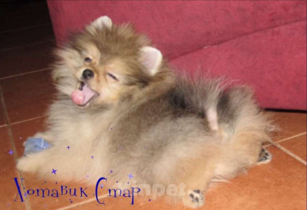 Собаки в Москве: Cупер мальчик Мальчик, Бесплатно - фото 1