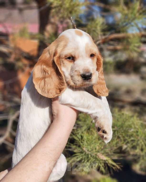 Собаки в Омске: Продам щенков русского охотничьего спаниеля Девочка, 15 000 руб. - фото 3