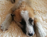 Собаки в Краснодаре: Бетховен Мальчик, Бесплатно - фото 10
