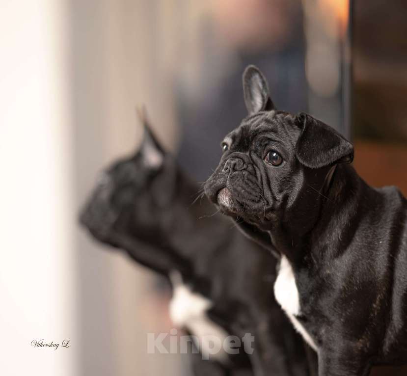 Собаки в Санкт-Петербурге: Кобель тигровый Мальчик, Бесплатно - фото 2