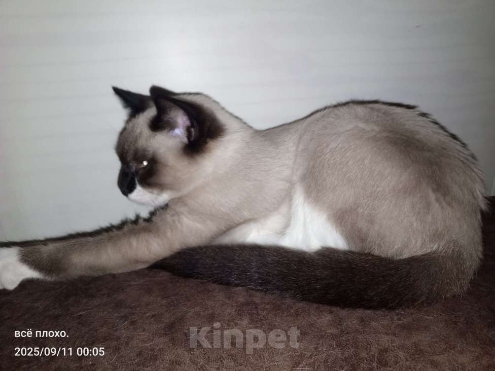 Кошки в Абакане: Отдаю в добрые руки 🥺 Девочка, Бесплатно - фото 1