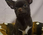 Собаки в Москве: Чихуахуа мальчик щенок  Мальчик, 30 000 руб. - фото 4