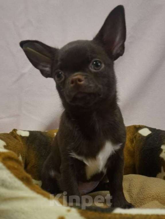 Собаки в Москве: Чихуахуа мальчик щенок  Мальчик, 30 000 руб. - фото 4