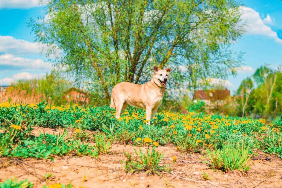 Собаки в Москве: Рыжая собачка Бренди в добрые руки Девочка, 1 руб. - фото 4