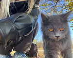 Кошки в Каменске-Шахтинском: Котенок в добрые руки Девочка, Бесплатно - фото 3