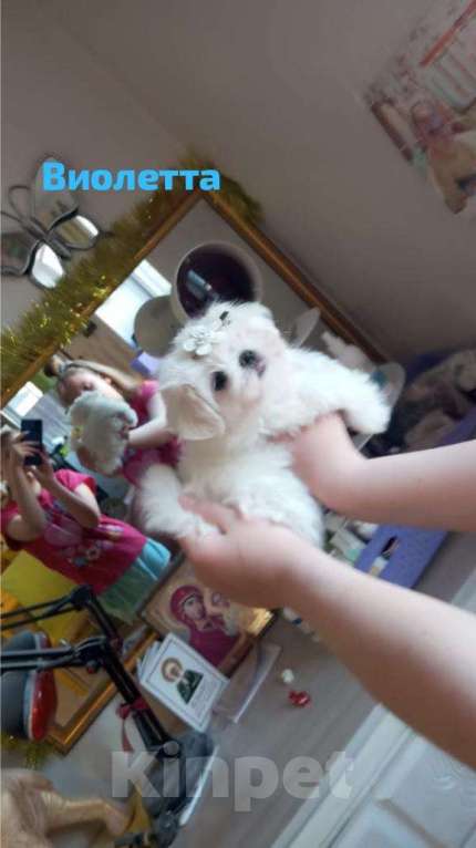 Собаки в Липецке: мальтезе Мальчик, Бесплатно - фото 9